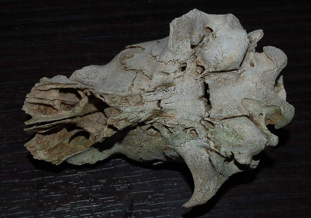 Identificazione cranio