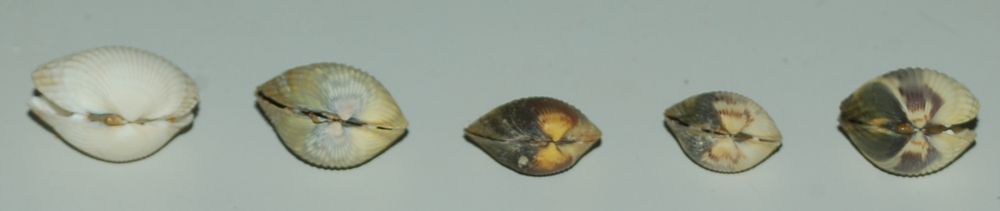 Bivalvi da determinare