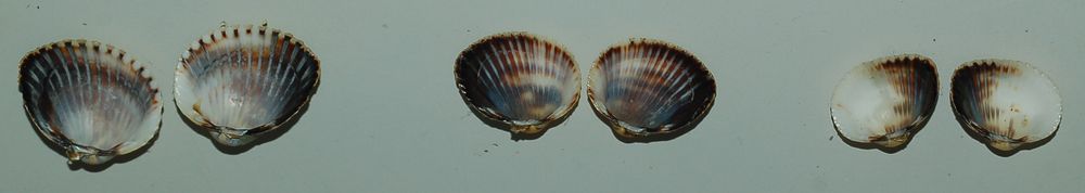 Bivalvi da determinare