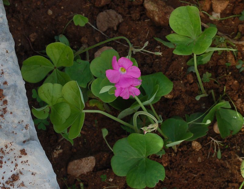Oxalis purpurata / Acetosella porporata