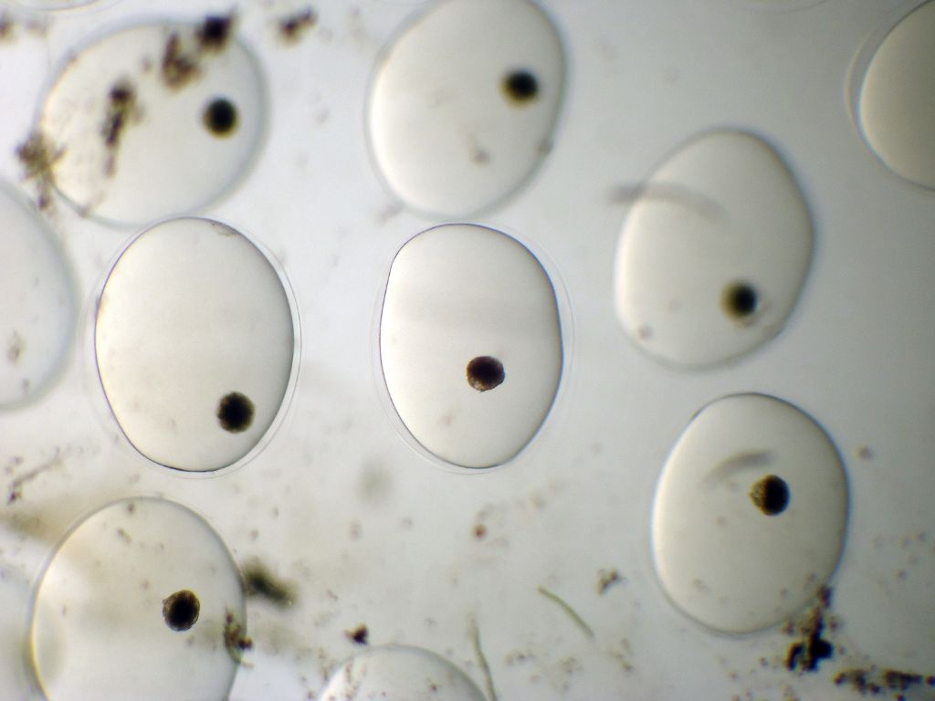 lumachina acquatica.-