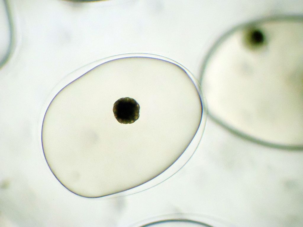 lumachina acquatica.-