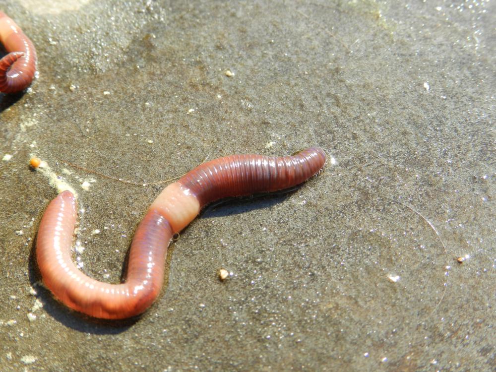 Lumbricus terrestris?