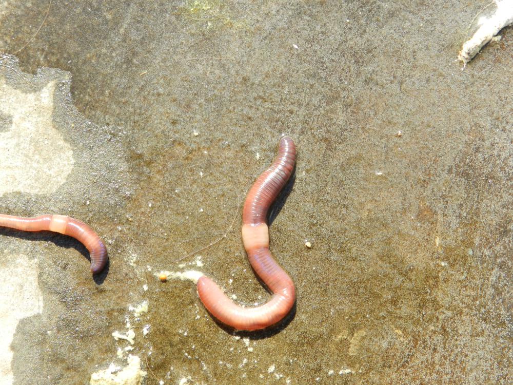 Lumbricus terrestris?