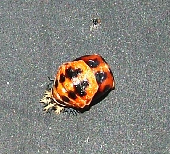 Pupa di Harmonia axyridis