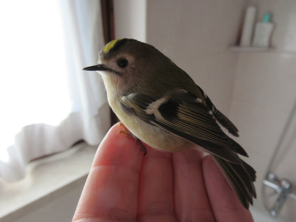2 domande sui Regulus
