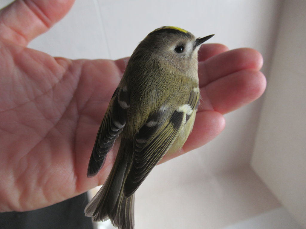 2 domande sui Regulus