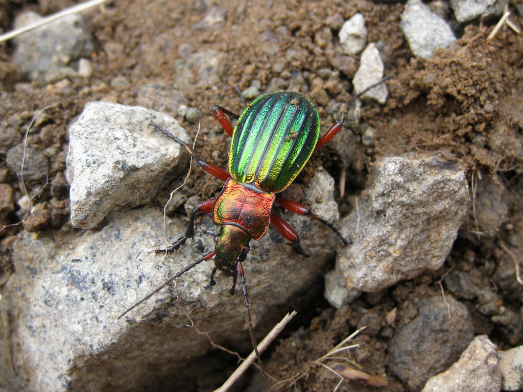 Carabus auronitens