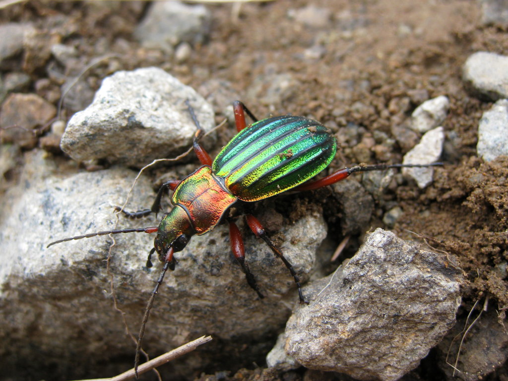 Carabus auronitens