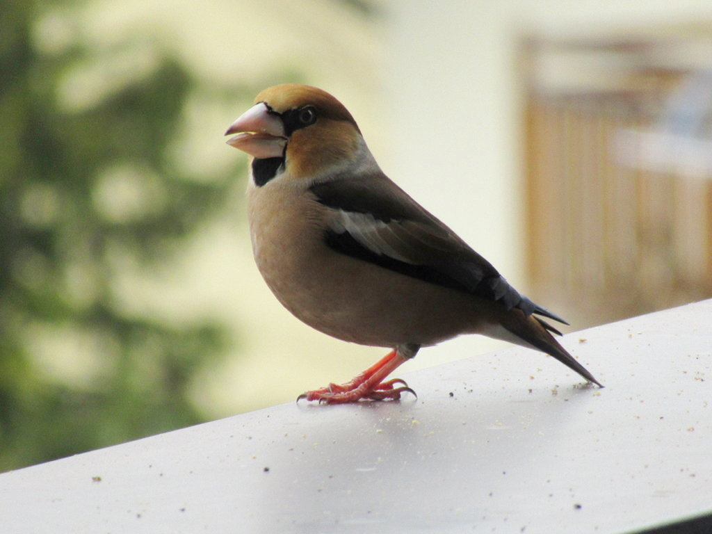 Frosone (Coccothraustes coccothraustes)