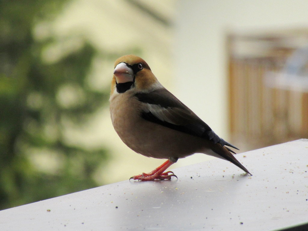 Frosone (Coccothraustes coccothraustes)