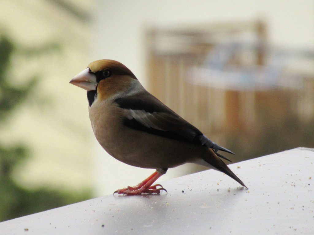 Frosone (Coccothraustes coccothraustes)