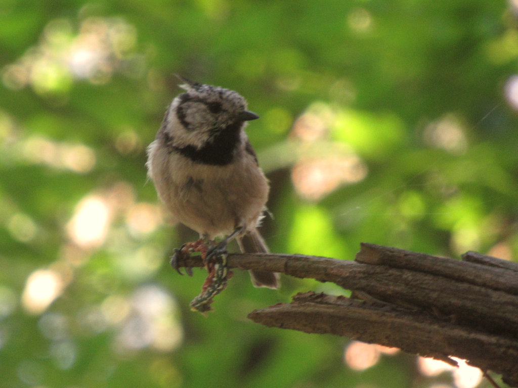 Cincia dal ciuffo (Lophophanes cristatus)