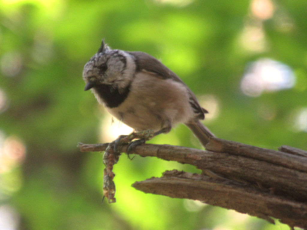 Cincia dal ciuffo (Lophophanes cristatus)