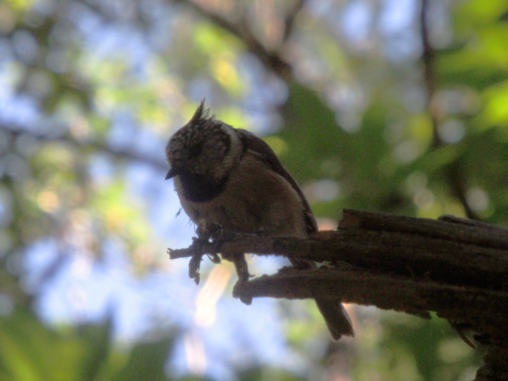 Cincia dal ciuffo (Lophophanes cristatus)