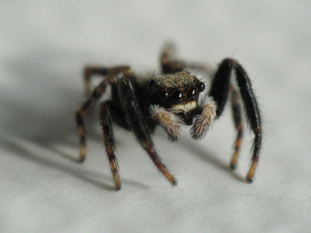 Salticidae con ciglia arancioni: Pseudeuophrys lanigera - Pergine (TN)