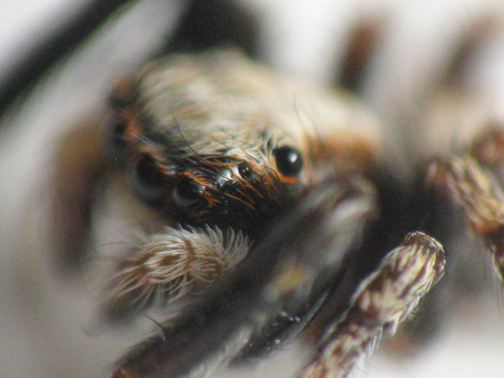 Salticidae con ciglia arancioni: Pseudeuophrys lanigera - Pergine (TN)