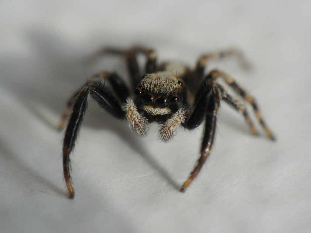 Salticidae con ciglia arancioni: Pseudeuophrys lanigera - Pergine (TN)