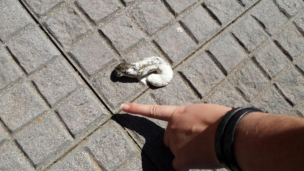 identificazione escrementi