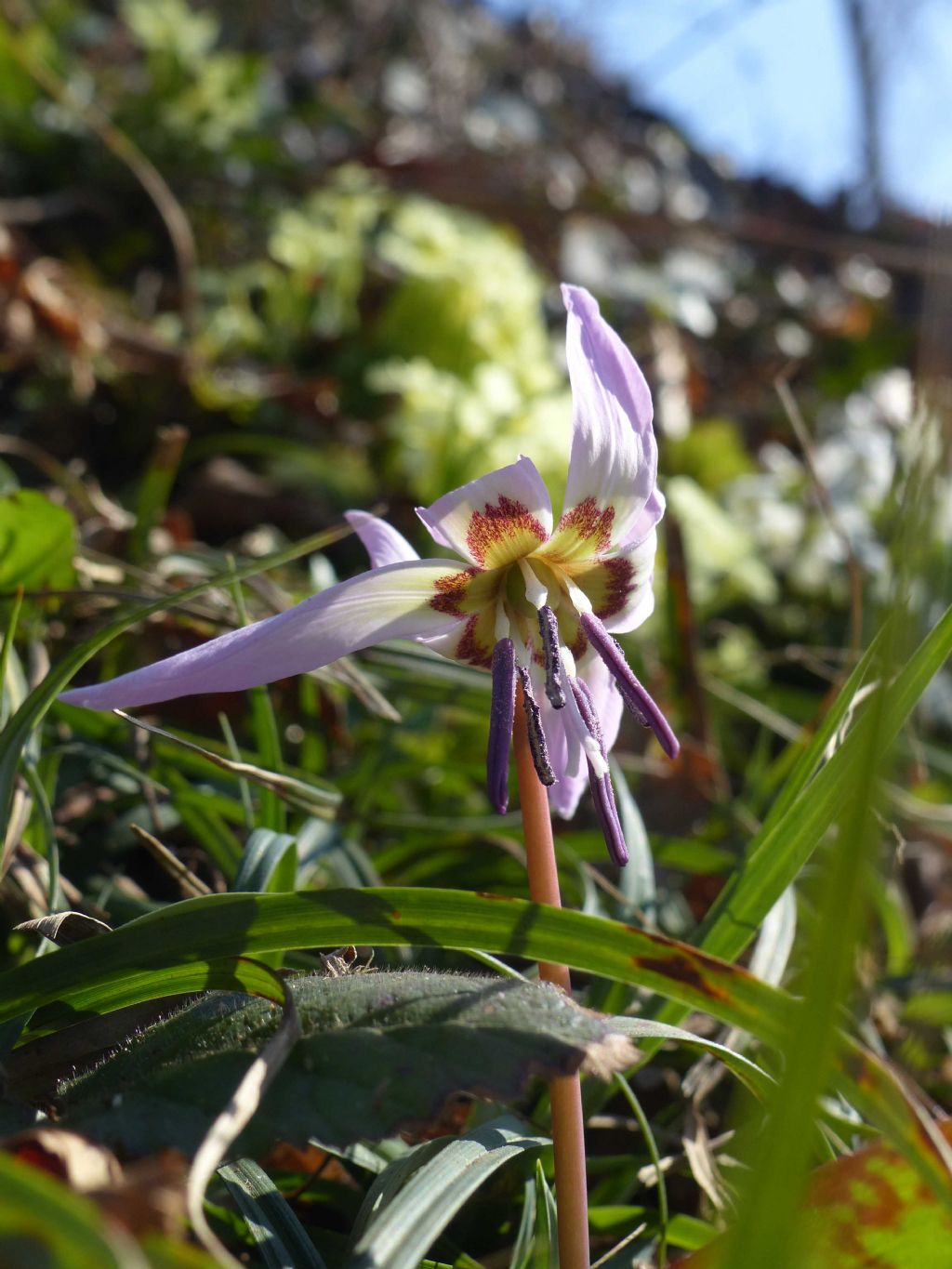 Erythronium dens-canis (Liliaceae)