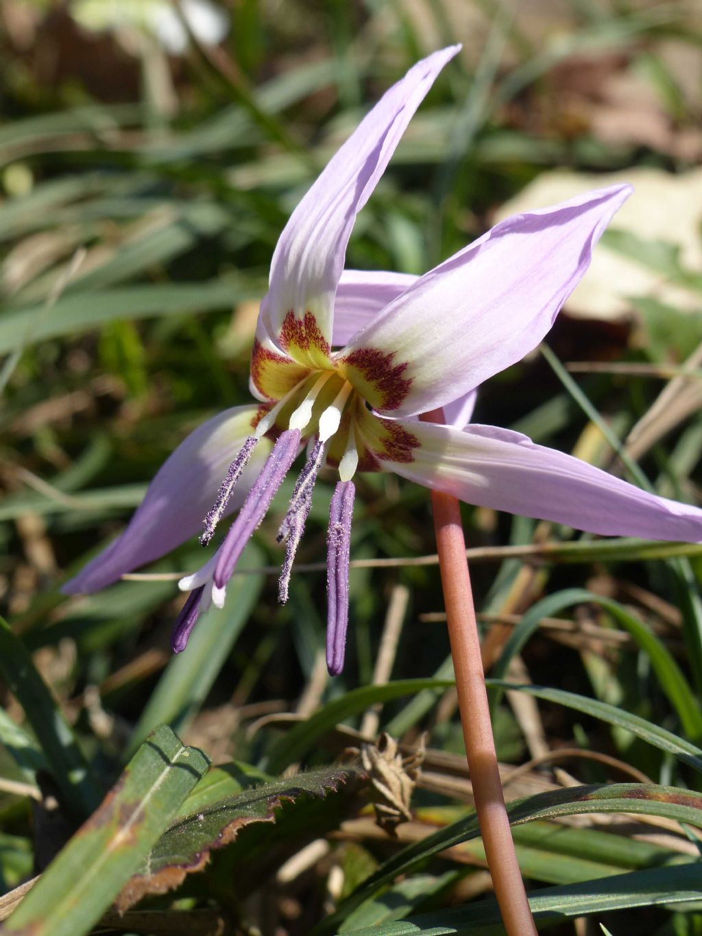 Erythronium dens-canis (Liliaceae)