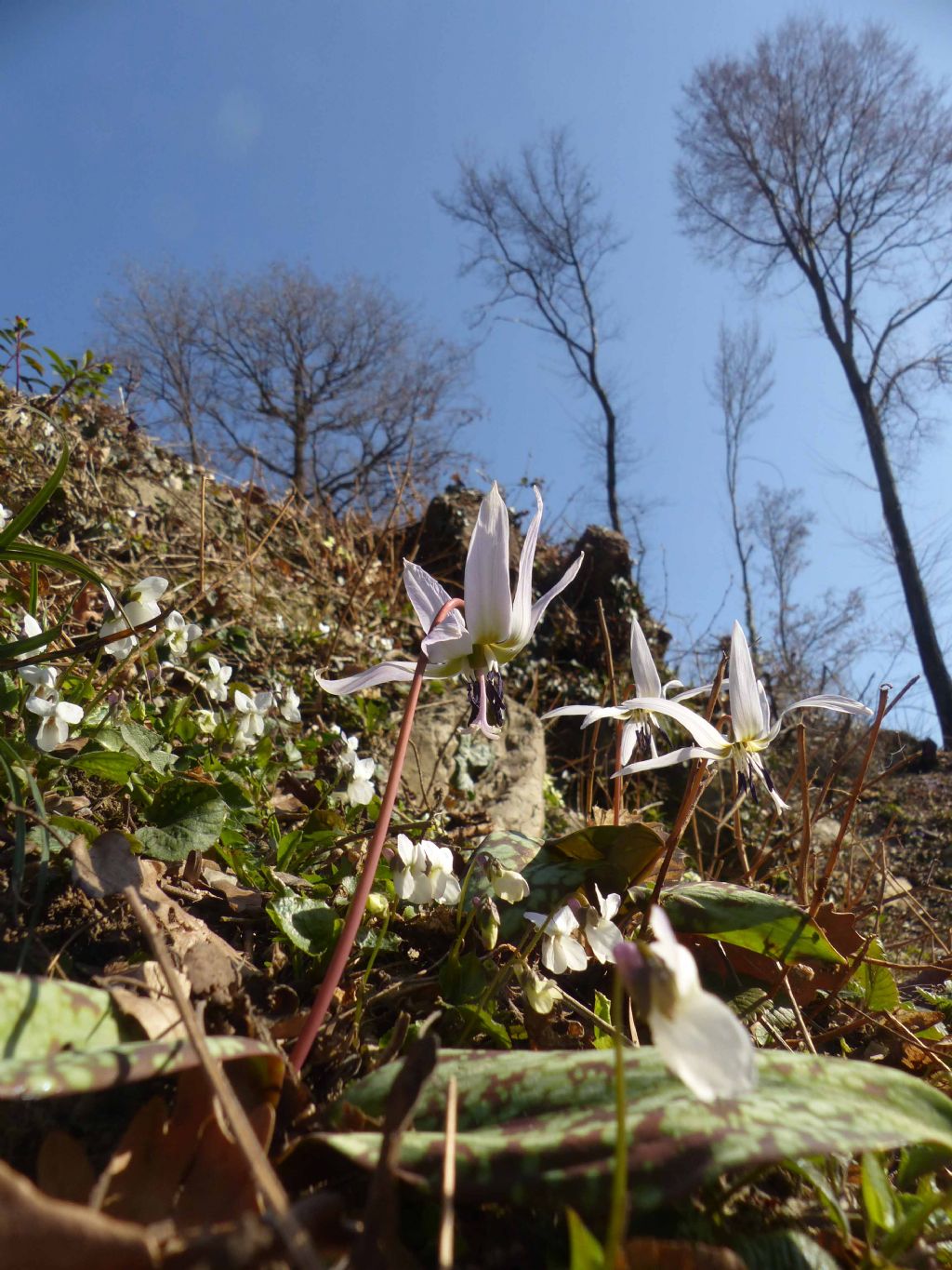 Erythronium dens-canis (Liliaceae)