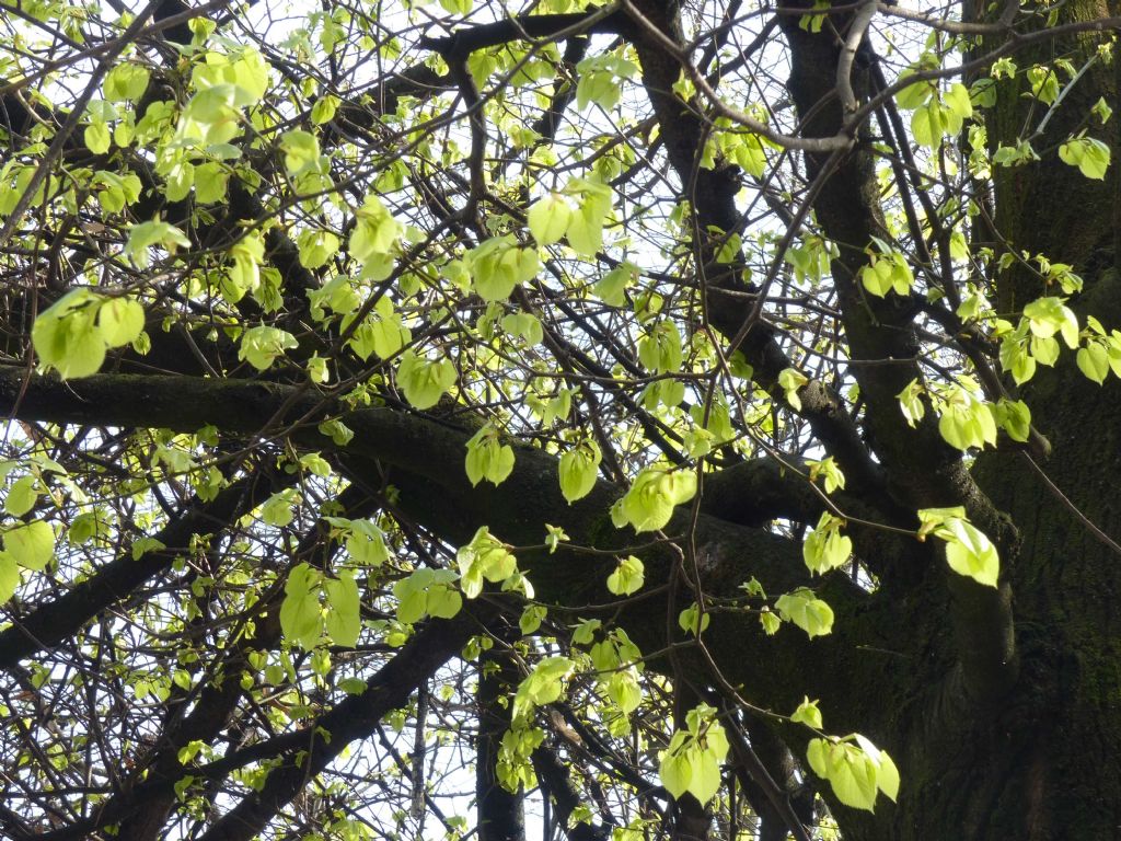 albero sotto casa