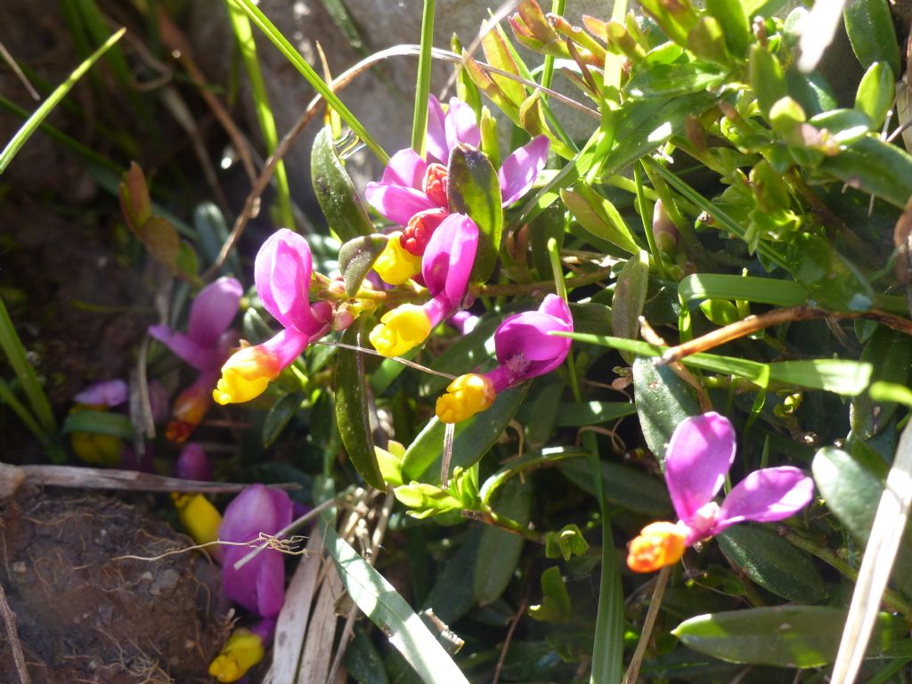 direi Polygala ma quale specie? Polygaloides (ex Polygala) chamaebuxus