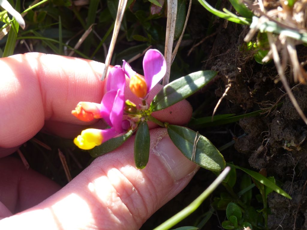 direi Polygala ma quale specie? Polygaloides (ex Polygala) chamaebuxus