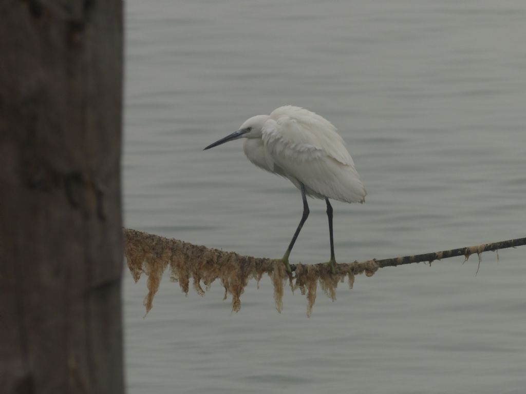 Pennuto in laguna: cos''?   Garzetta (Egretta garzetta)