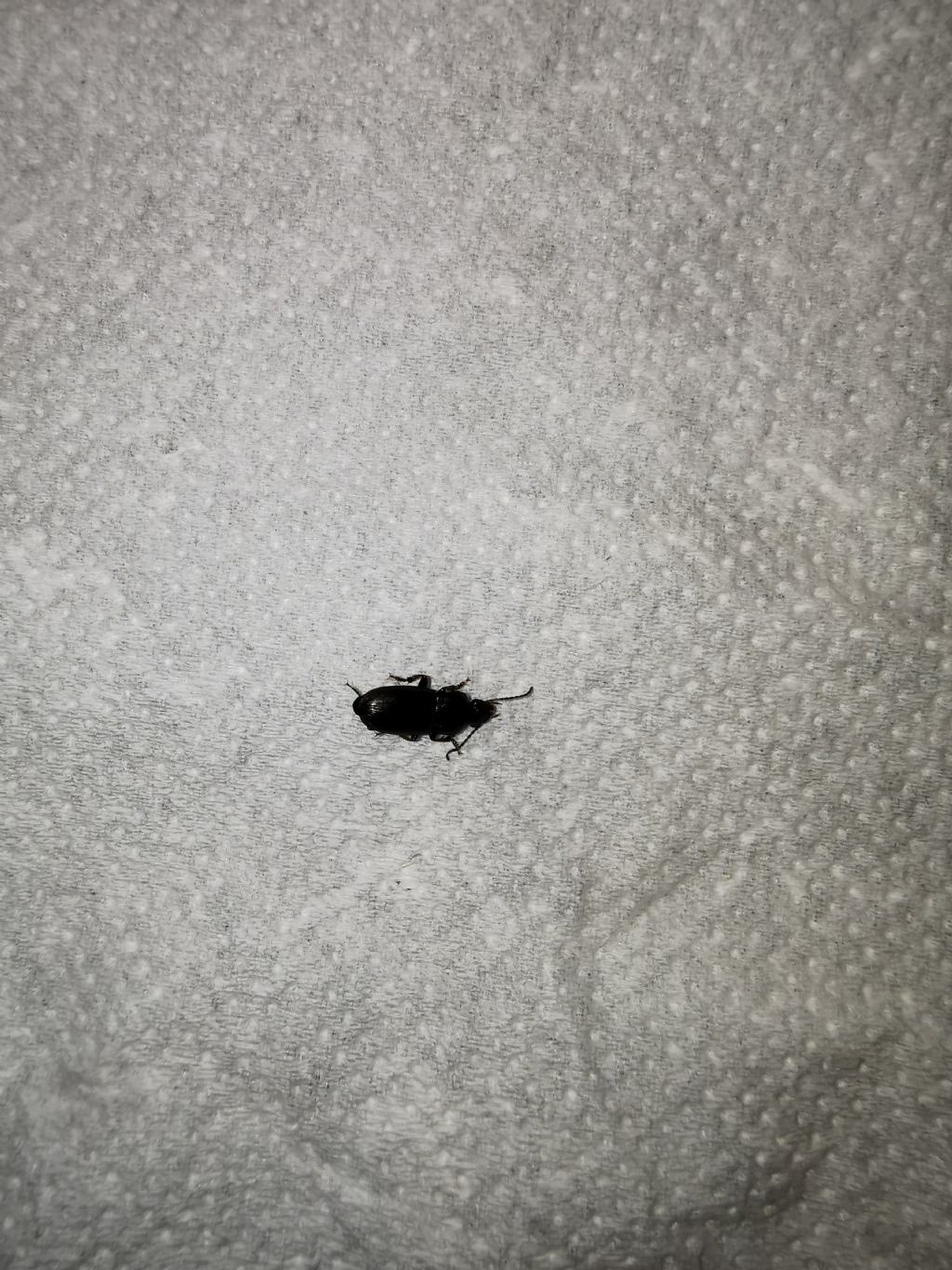 Insetti del legno?  No, Carabidae, Dermestidae (Anthrenus verbasci) e Histeridae