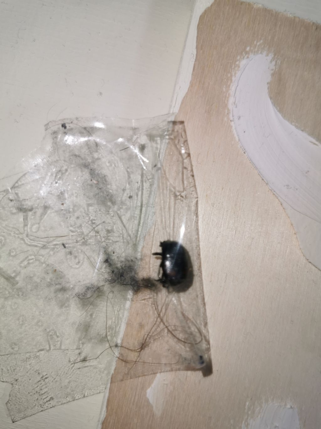 Insetti del legno?  No, Carabidae, Dermestidae (Anthrenus verbasci) e Histeridae