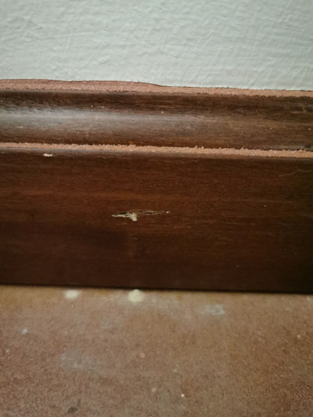 Insetti del legno?  No, Carabidae, Dermestidae (Anthrenus verbasci) e Histeridae