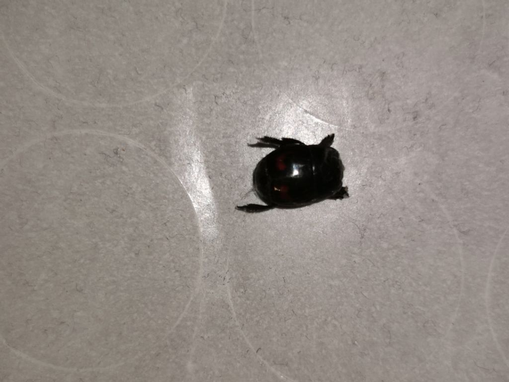 Insetti del legno?  No, Carabidae, Dermestidae (Anthrenus verbasci) e Histeridae