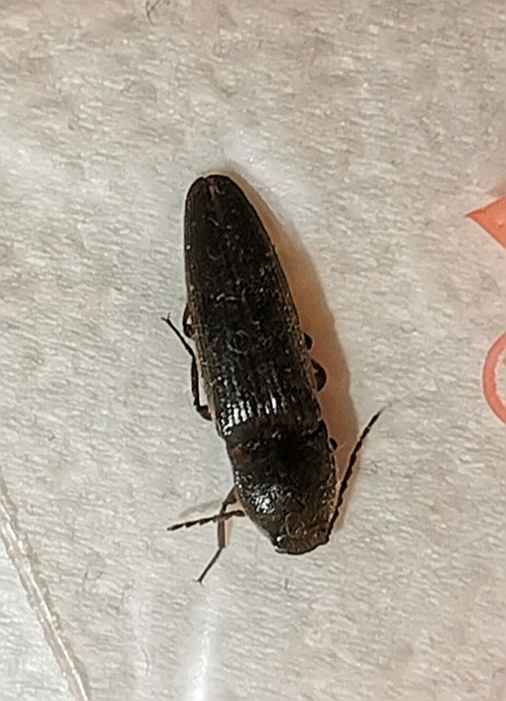 Insetti del legno?  No, Carabidae, Dermestidae (Anthrenus verbasci) e Histeridae