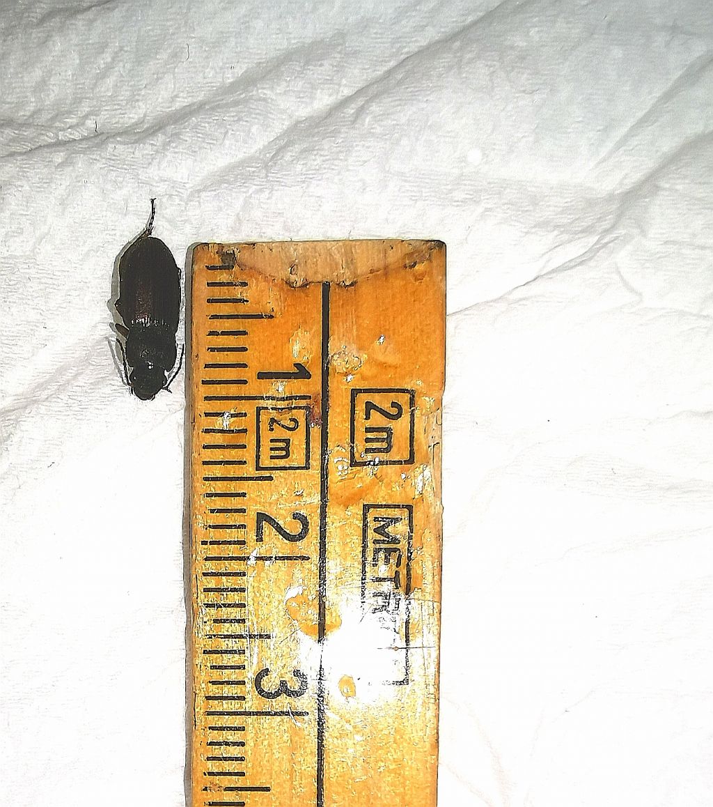 Elateridae?  No, Carabidae: Harpalus sp.