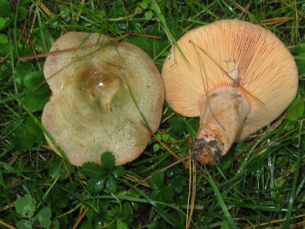 identificazione fungo