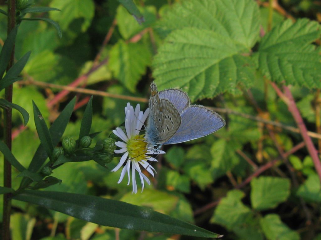 identificazione lepidottero - Polyommatus (Polyommatus) icarus