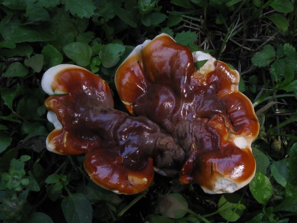 identificazione fungo