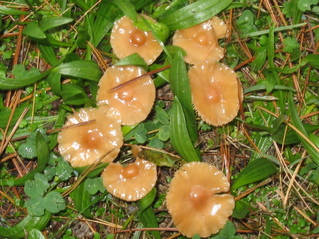 identificazione fungo
