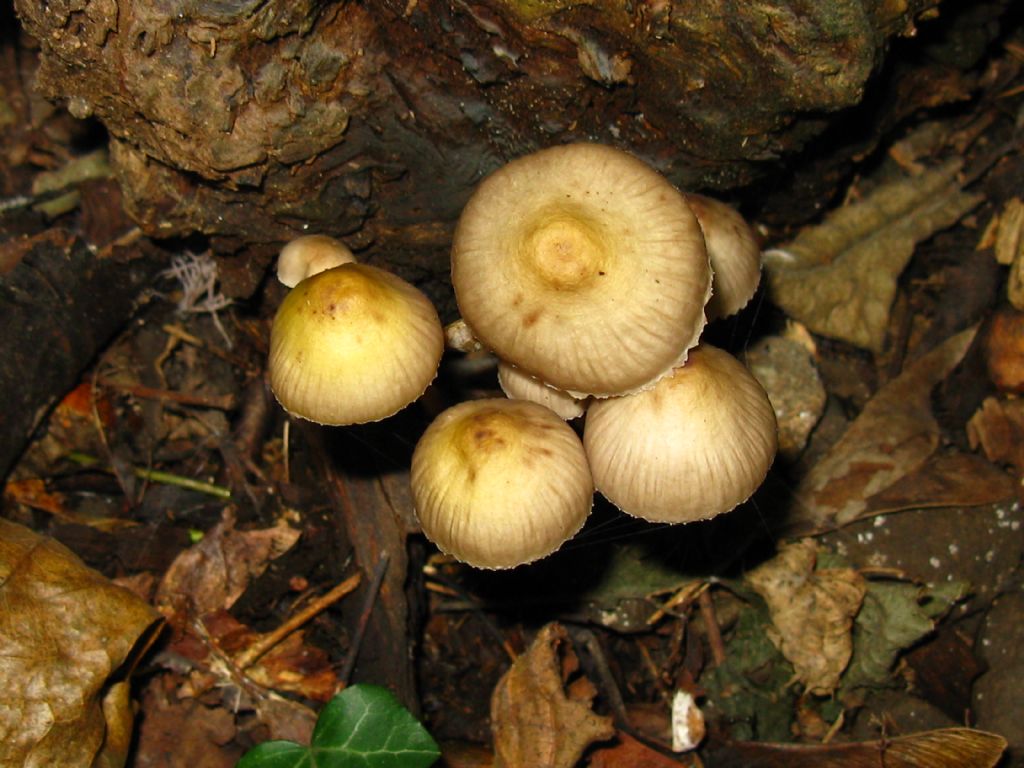 identificazione fungo Parco di Monza su legno