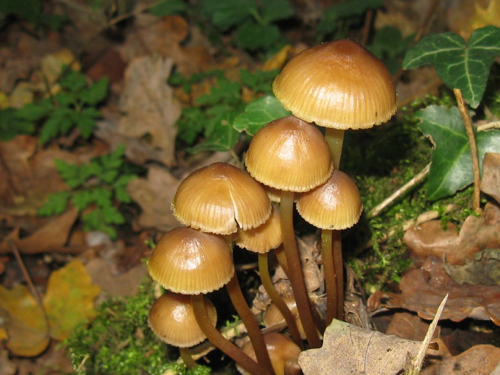 nuova identifiazione 2
