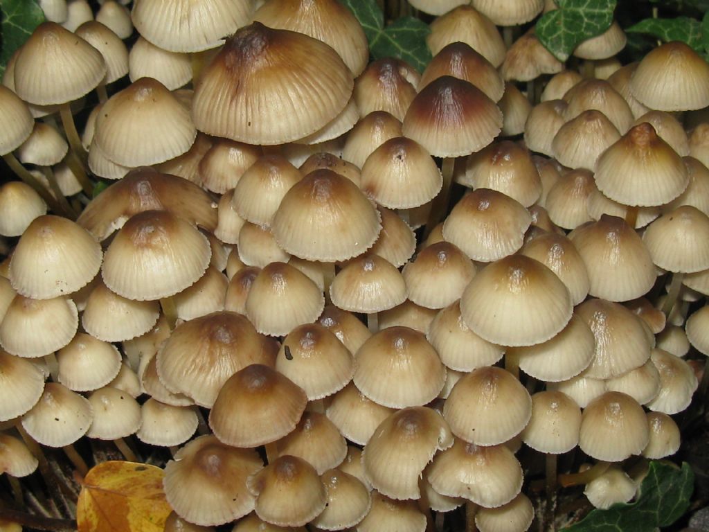 funghi foto 6961/62
