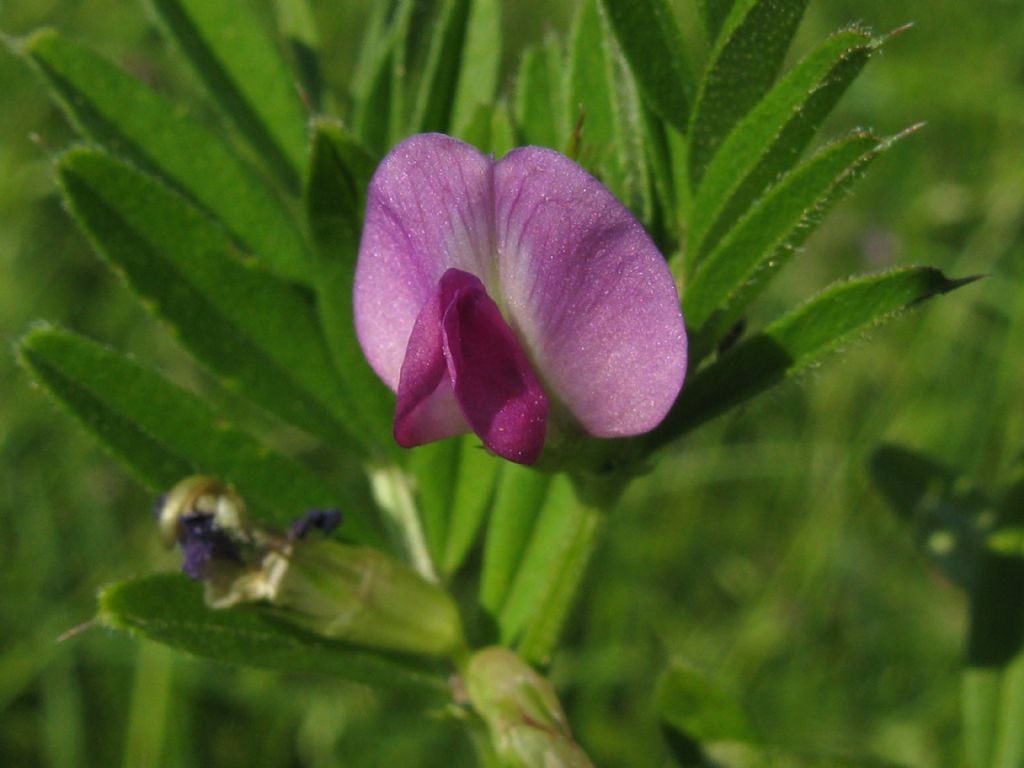 Vicia cfr. sativa