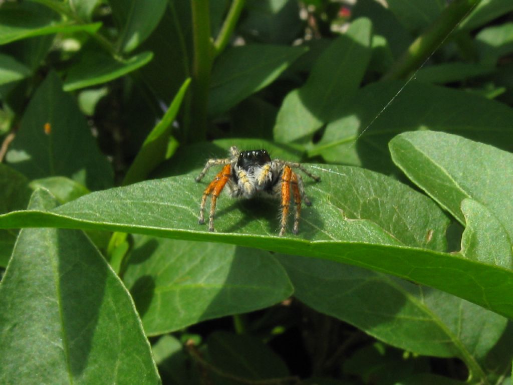 Philaeus chrysops ?  S, maschio - Monza (MB)