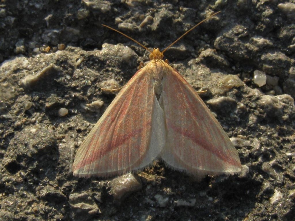 Rhodometra sacraria forma sanguinaria? S