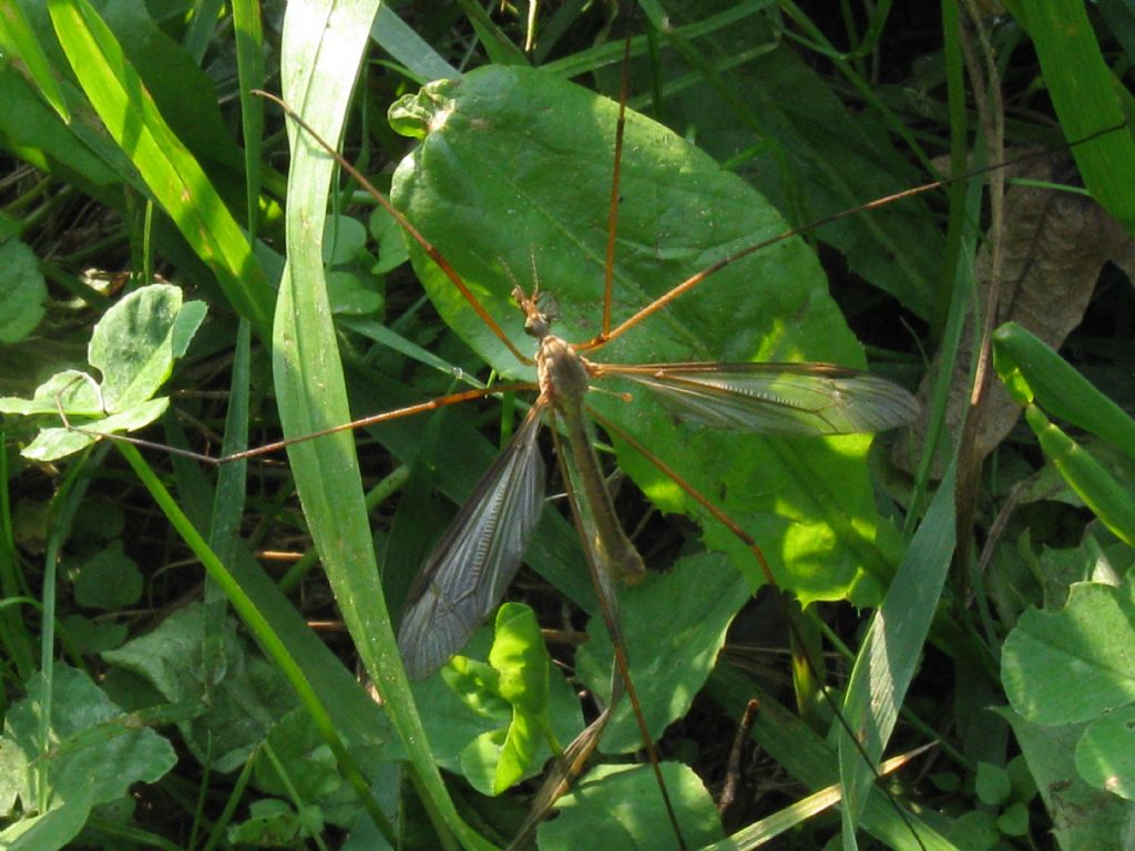 Tipula oleracea?....  Tipula sp., maschio, e poi anche femmina