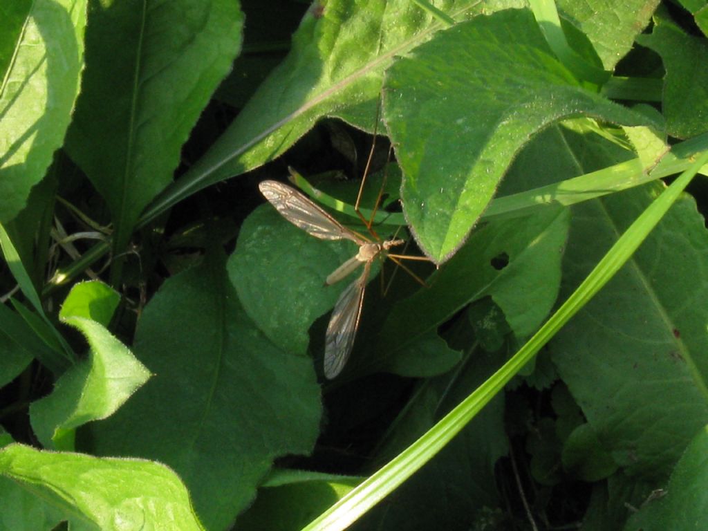 Tipula oleracea?....  Tipula sp., maschio, e poi anche femmina