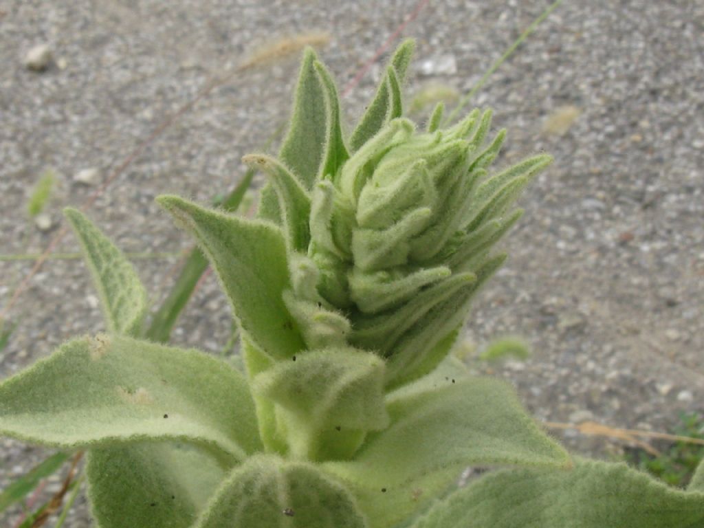 Verbascum thapsus? no, Verbascum phlomoides