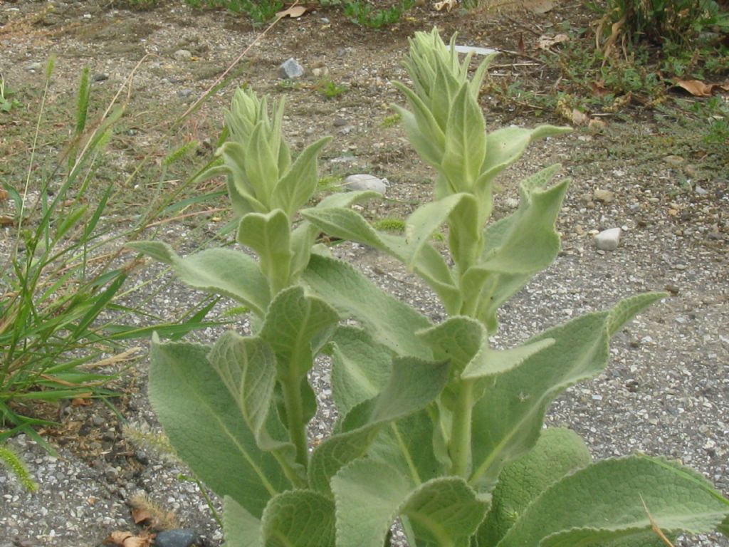 Verbascum thapsus? no, Verbascum phlomoides